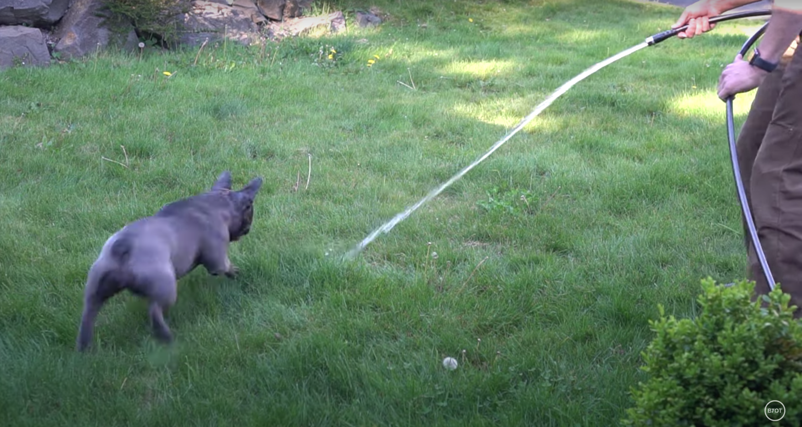 Stella the pup approves of the new water system