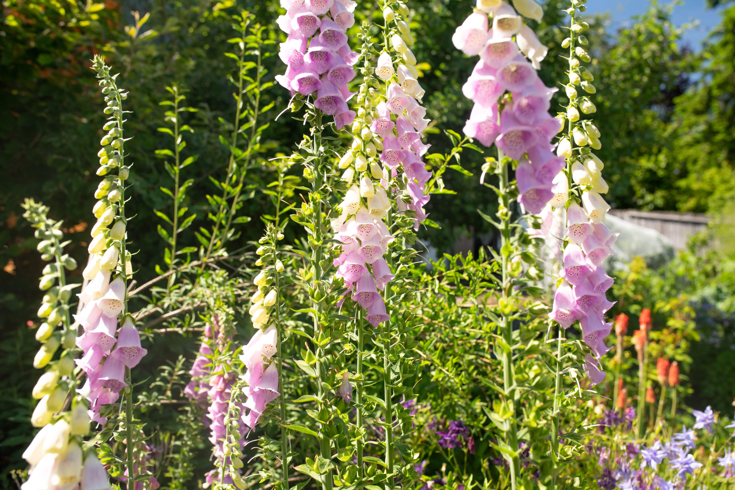 Fox gloves growing in the flower garden