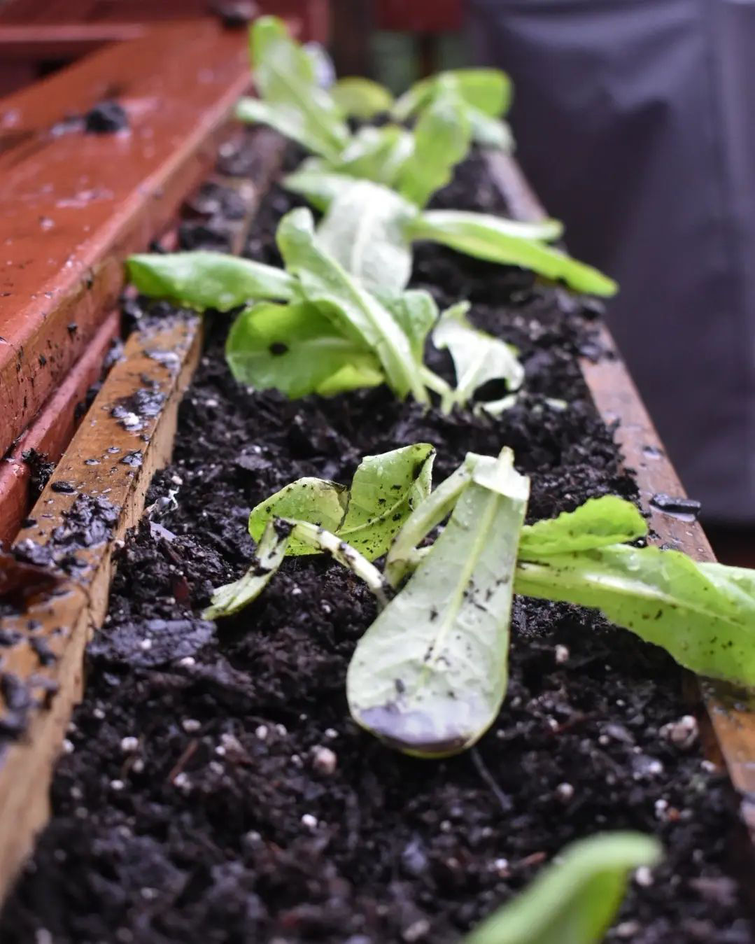 Newly potted plants are freshly watered using Aquor